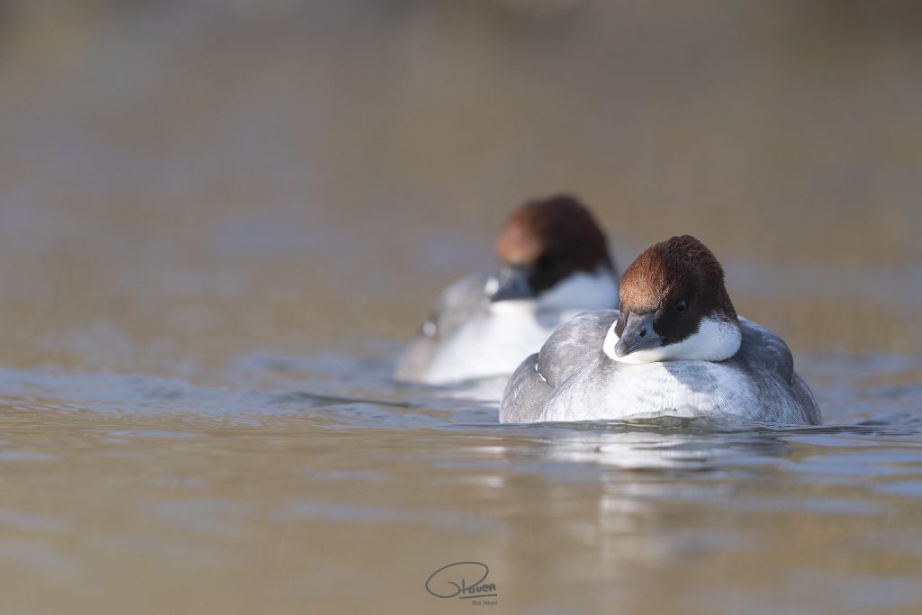 "Watervogelhut aan de rivier in De Vogeltuin met diverse vogels zoals eenden, zwanen en meer, verhuurd door DeVogeltuin.nl | DVFN, De Vogeltuin, Fotohutten Nederland"