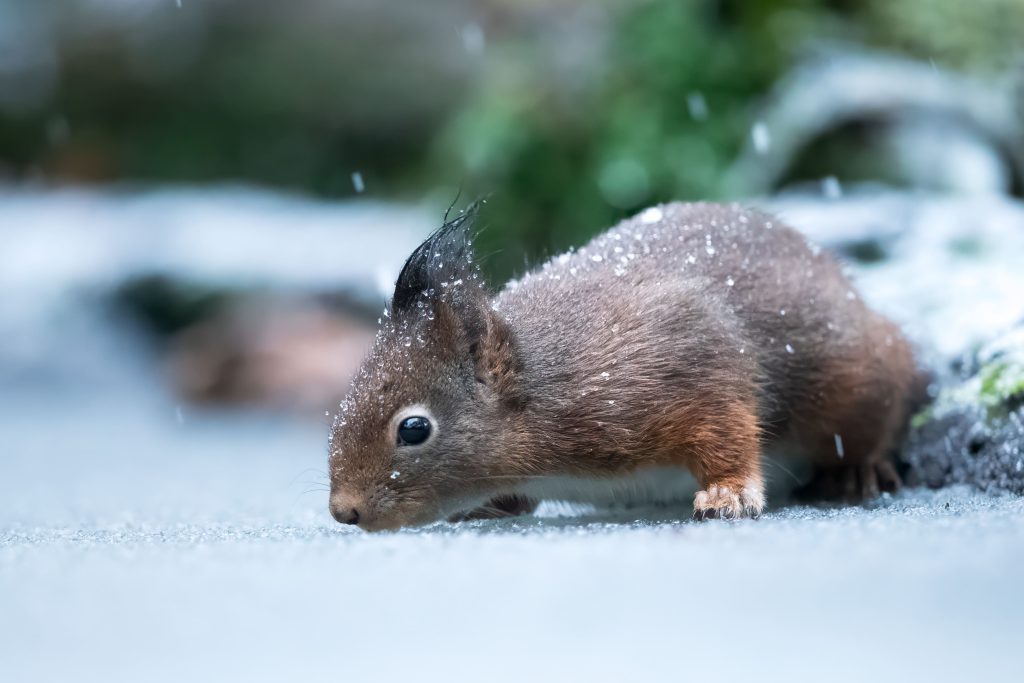 "Luxe ijsvogelhut met uitzicht op ijsvogelbroedwand, verhuurd door DeVogeltuin.nl | DVFN, De Vogeltuin, Fotohutten Nederland"