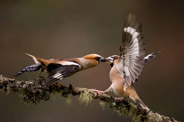 Vogelhut De VogelTuin