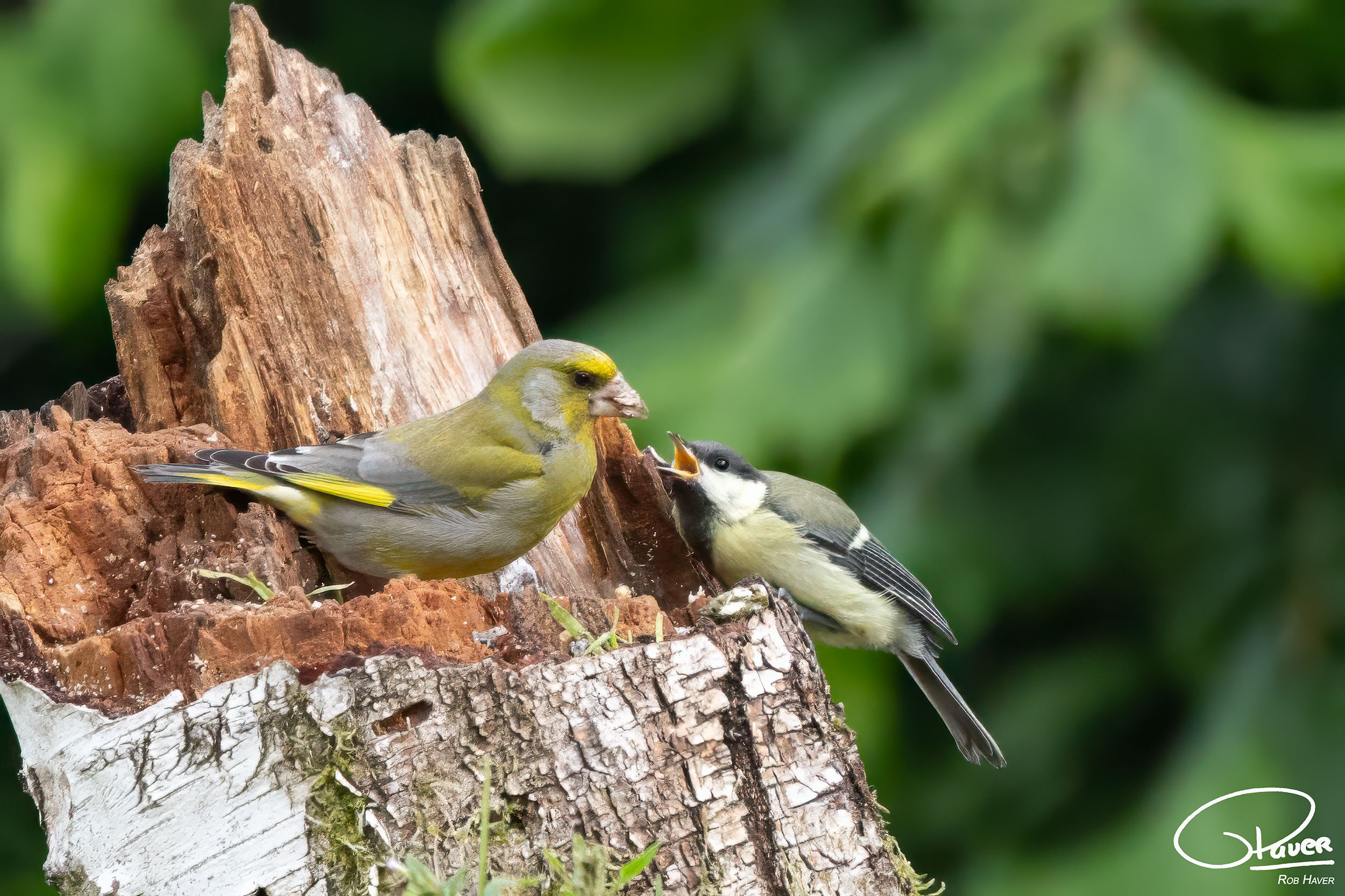 Groenling en Koolmees gefotografeerd vanuit een vogelhut van DeVogelTuin