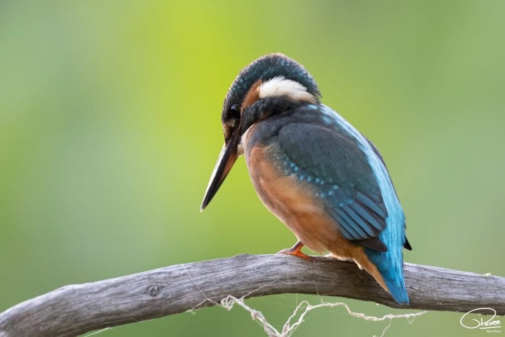IJsvogel op een tak bij 1 van de fotohutten van De Vogeltuin